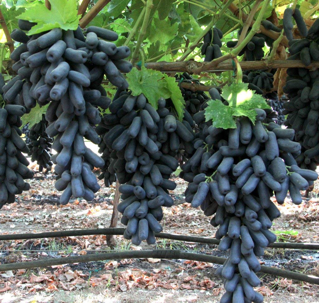 Finger - Grape for planting in home garden